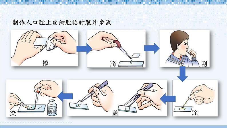 北师大版七年级上册生物教学课件 第2单元 生物体的结构 单元复习05