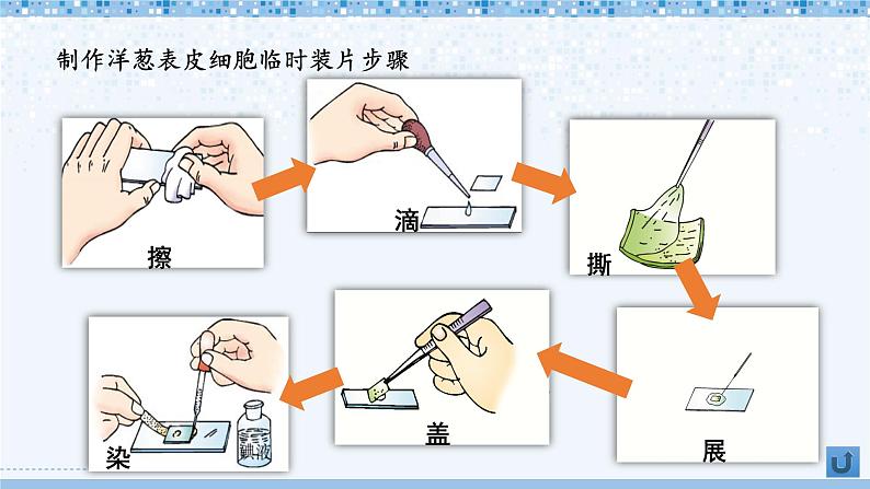 北师大版七年级上册生物教学课件 第2单元 生物体的结构 单元复习06