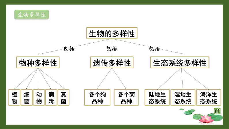 北师大版七年级上册生物教学课件 第1单元 认识生命 单元复习04