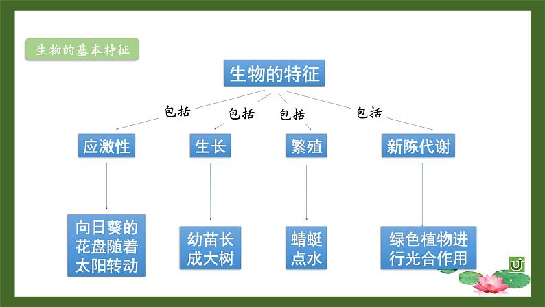 北师大版七年级上册生物教学课件 第1单元 认识生命 单元复习05