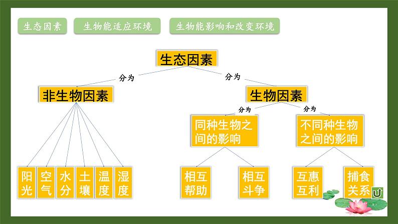 北师大版七年级上册生物教学课件 第1单元 认识生命 单元复习06