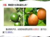 北师大版八年级上册生物教学课件 第6单元 生命的延续 第20章 生物的遗传和变异 第1节 遗传和变异现象