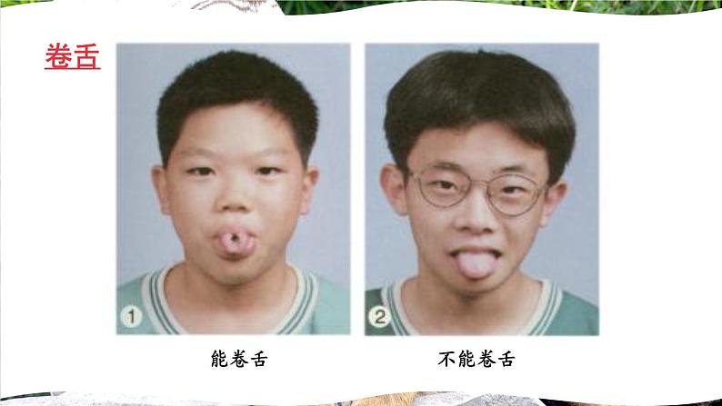 北师大版八年级上册生物教学课件 第6单元 生命的延续 第20章 生物的遗传和变异 第1节 遗传和变异现象第5页