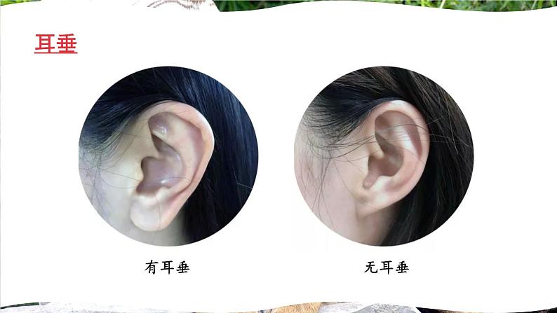 北师大版八年级上册生物教学课件 第6单元 生命的延续 第20章 生物的遗传和变异 第1节 遗传和变异现象第7页