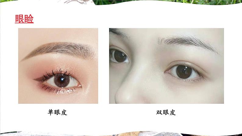 北师大版八年级上册生物教学课件 第6单元 生命的延续 第20章 生物的遗传和变异 第1节 遗传和变异现象第8页