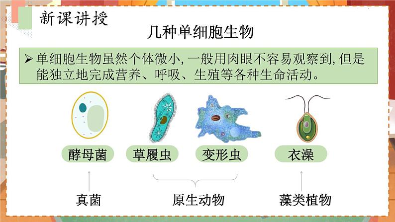 苏教七生上 第四章   10.第一节 单细胞生物 PPT课件05