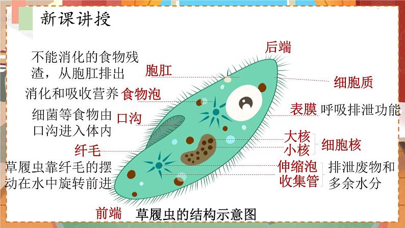 苏教七生上 第四章   10.第一节 单细胞生物 PPT课件06