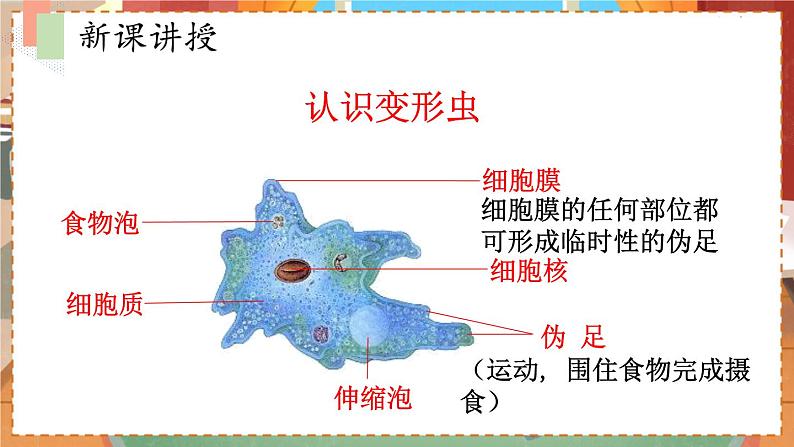 苏教七生上 第四章   10.第一节 单细胞生物 PPT课件08