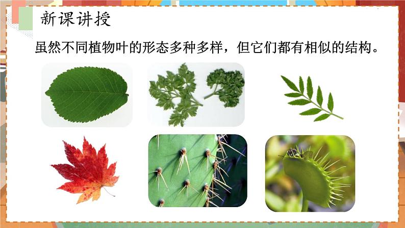 苏教七生上 第六章   18.第二节 植物光合作用的场所 PPT课件05