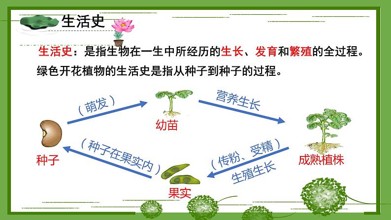 北7生物上 3.6 第1节 种子萌发形成幼苗 PPT课件+教案02