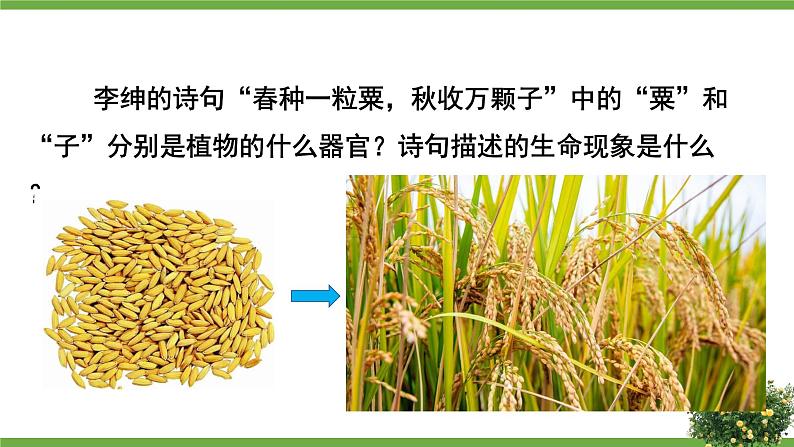 北7生物上 3.6 第1节 种子萌发形成幼苗 PPT课件+教案03