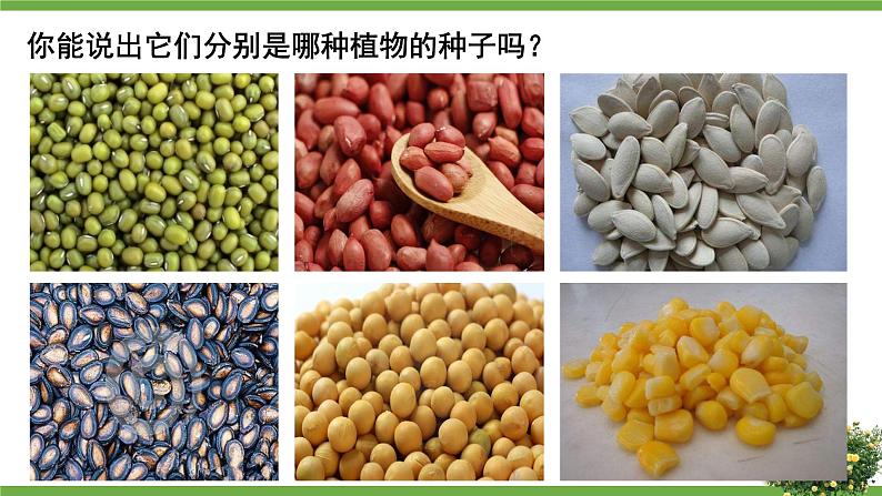 北7生物上 3.6 第1节 种子萌发形成幼苗 PPT课件+教案04