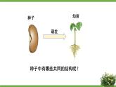 北7生物上 3.6 第1節(jié) 種子萌發(fā)形成幼苗 PPT課件+教案