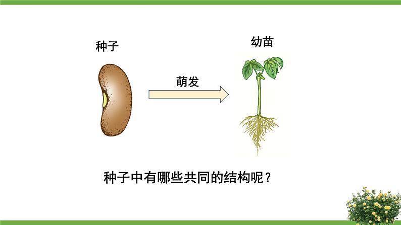 北7生物上 3.6 第1节 种子萌发形成幼苗 PPT课件+教案05