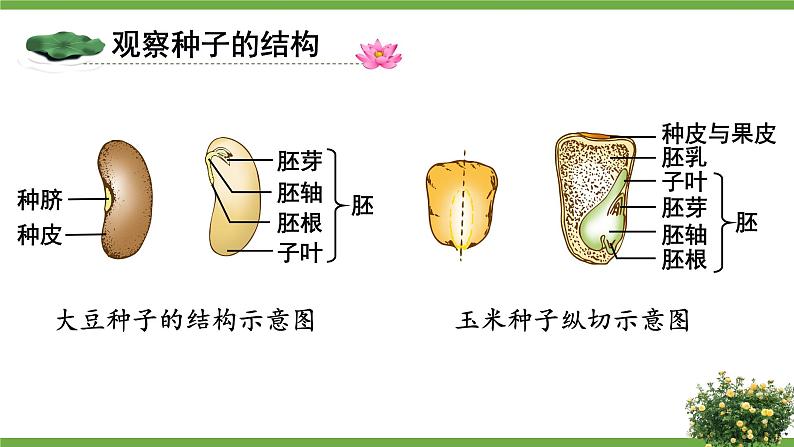 北7生物上 3.6 第1节 种子萌发形成幼苗 PPT课件+教案06