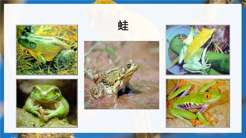 北8生物上 6.19 第2节 动物的生殖和发育 PPT课件+教案03