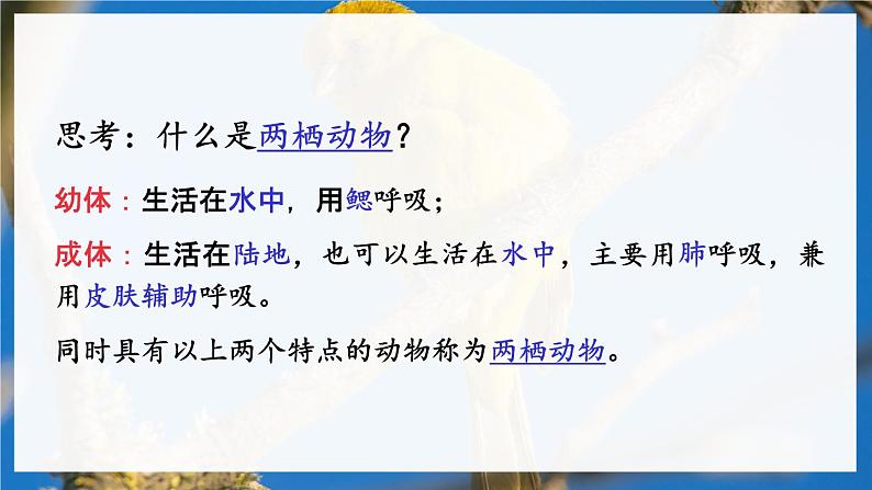 北8生物上 6.19 第2节 动物的生殖和发育 PPT课件+教案04