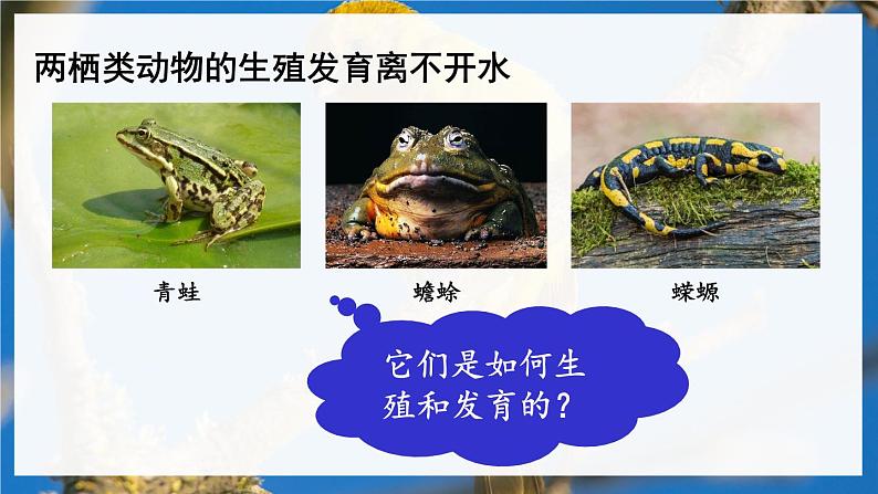 北8生物上 6.19 第2节 动物的生殖和发育 PPT课件+教案05