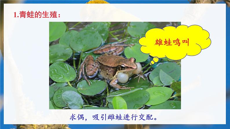 北8生物上 6.19 第2节 动物的生殖和发育 PPT课件+教案06