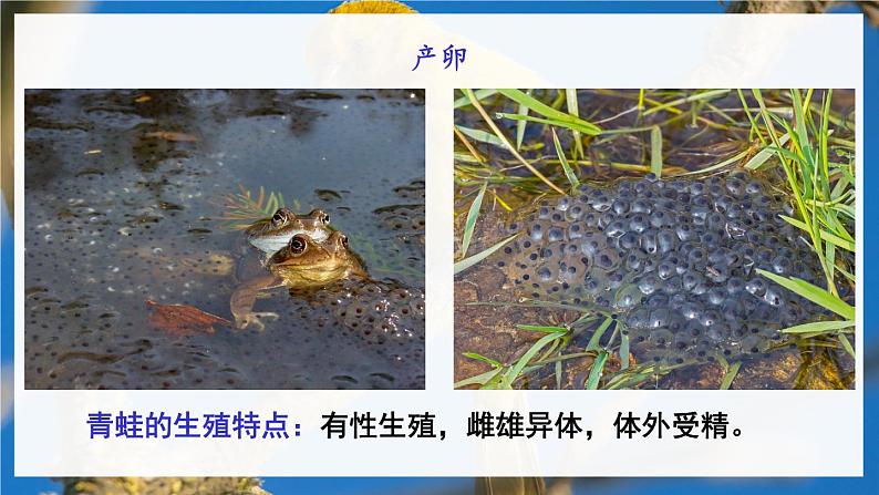 北8生物上 6.19 第2节 动物的生殖和发育 PPT课件+教案08