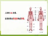 北8生物上 5.15.2 第2课时 骨骼、骨骼 肌和躯体运动的形成 PPT课件+教案