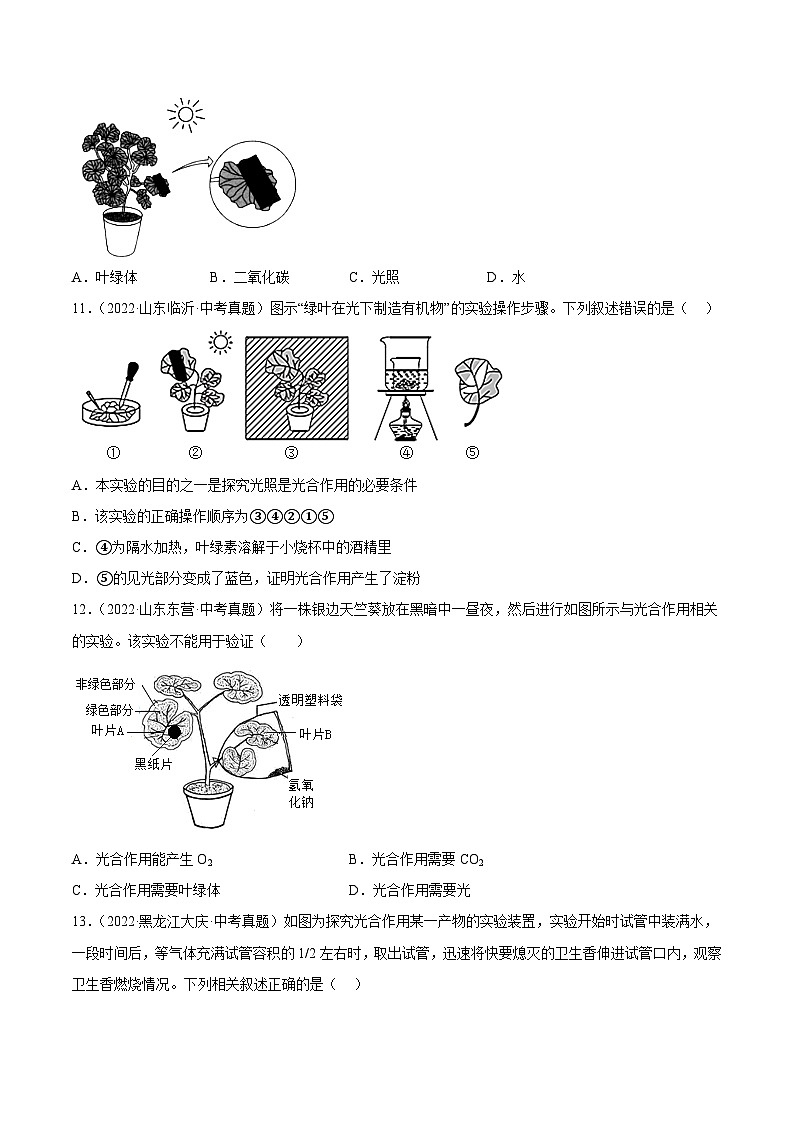 专题05 绿色植物的蒸腾作用、光合作用和呼吸作用 （习题帮）（原卷版）-备战2023年中考生物一轮复习考点帮（全国通用）03