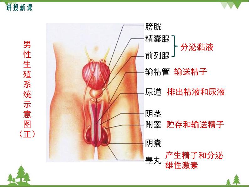 人教版生物七年级下册 第1章 第2节 人的生殖1课件第5页