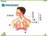 人教版生物七年级下册 第3章 第1节 呼吸道对空气的处理1课件