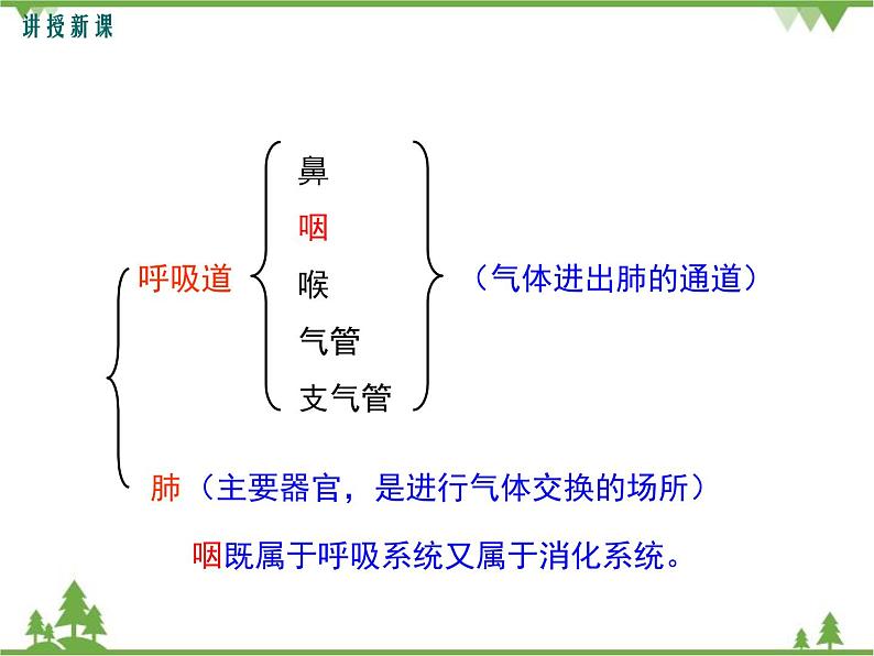 人教版生物七年级下册 第3章 第1节 呼吸道对空气的处理1课件第5页