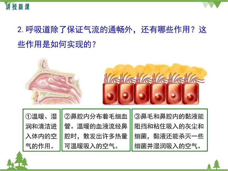 人教版生物七年级下册 第3章 第1节 呼吸道对空气的处理1课件第8页