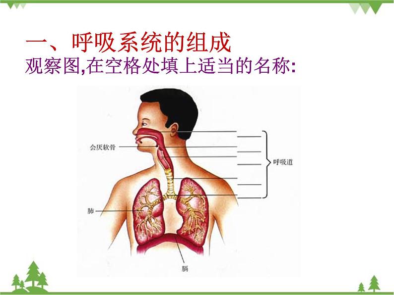 人教版生物七年级下册 第3章 第1节 呼吸道对空气的处理2课件第6页