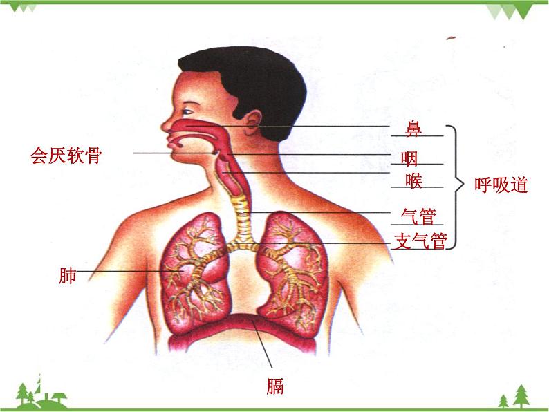 人教版生物七年级下册 第3章 第1节 呼吸道对空气的处理2课件第7页