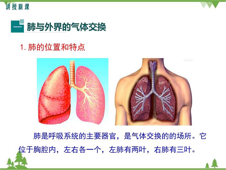 人教版生物七年级下册 第3章 第2节 发生在肺内的气体交换1课件04
