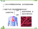 人教版生物七年级下册 第4章 第1节 流动的组织——血液1课件