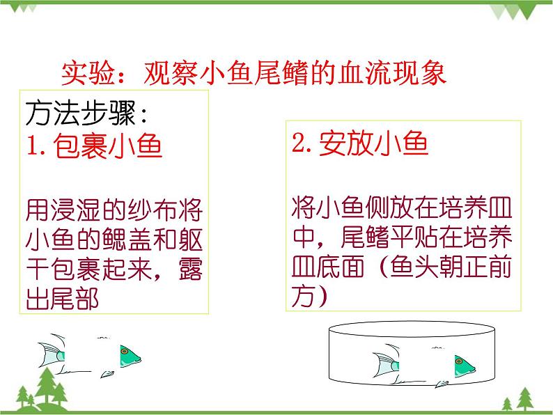 人教版生物七年级下册 第4章 第2节 血流的管道——血管2课件第6页