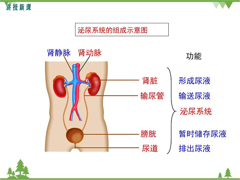 人教版生物七年级下册 第5章 人体内废物的排出1课件第5页