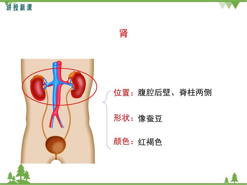 人教版生物七年级下册 第5章 人体内废物的排出1课件第7页