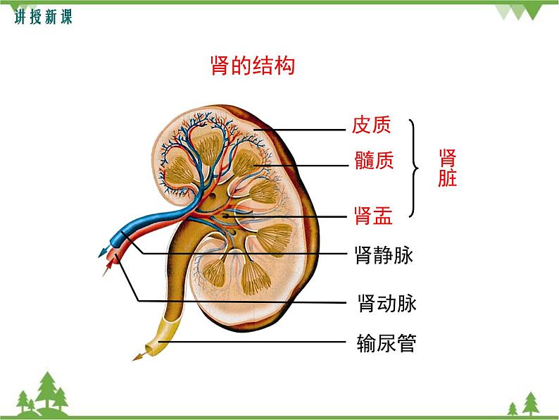 人教版生物七年级下册 第5章 人体内废物的排出1课件第8页