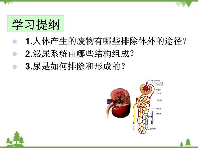 人教版生物七年级下册 第5章 人体内废物的排出2课件第3页