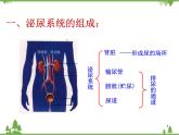 人教版生物七年级下册 第5章 人体内废物的排出2课件