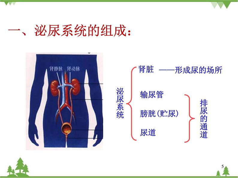 人教版生物七年级下册 第5章 人体内废物的排出2课件第5页
