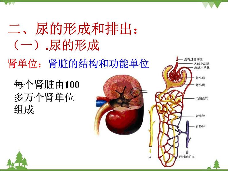 人教版生物七年级下册 第5章 人体内废物的排出2课件第8页