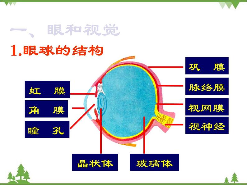 人教版生物七年级下册 第6章 第1节 人体对外界环境的感知2课件第5页