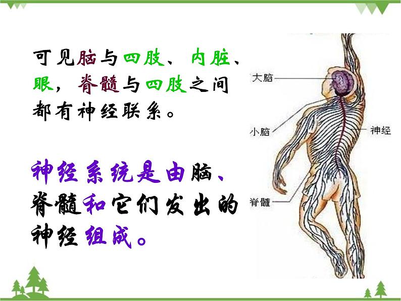 人教版生物七年级下册 第6章 第2节 神经系统的组成2课件第6页