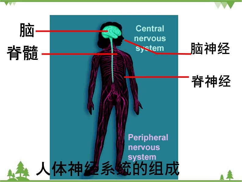 人教版生物七年级下册 第6章 第2节 神经系统的组成2课件第7页