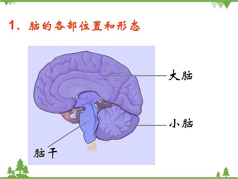 人教版生物七年级下册 第6章 第2节 神经系统的组成2课件第8页