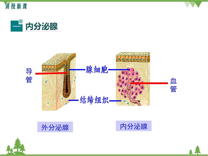 人教版生物七年级下册 第6章 第4节 激素调节1课件第4页