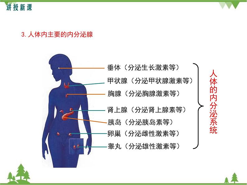 人教版生物七年级下册 第6章 第4节 激素调节1课件第7页