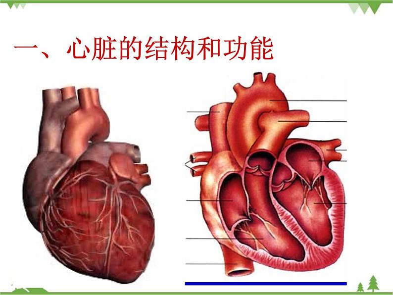 人教版生物七年级下册 第4章 第3节 输送血液的泵——心脏2课件第5页