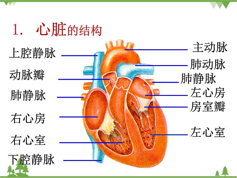 人教版生物七年级下册 第4章 第3节 输送血液的泵——心脏2课件第6页